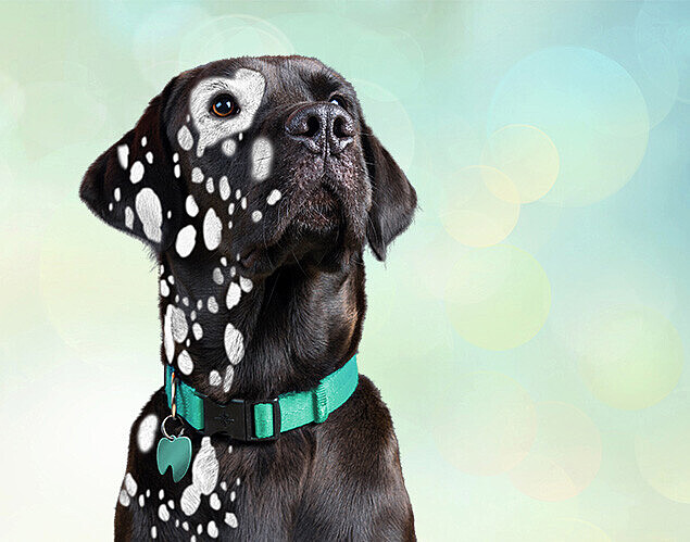 Labrador con manchas